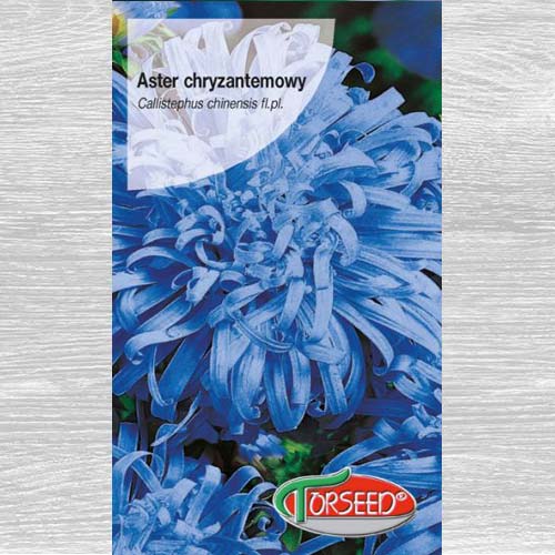 Aster chryzantemowy wysoki jasnoniebieski interface.image 1 interface.art 77512
