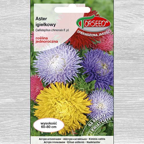 Aster chryzantemowy wysoki, mieszanka interface.image 1 interface.art 77513