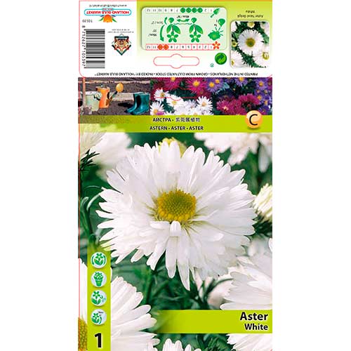 Aster nowobelgijski White interface.image 1 interface.art 76177