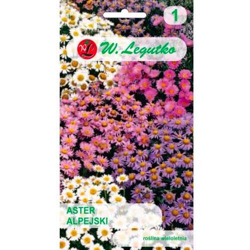 Астра алпийска лилаво-синя Legutko изображение 1 артикул 78596