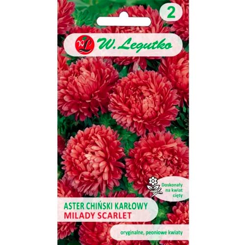 Астра китайска джудже Milady Scarlet Legutko изображение 1 артикул 69559