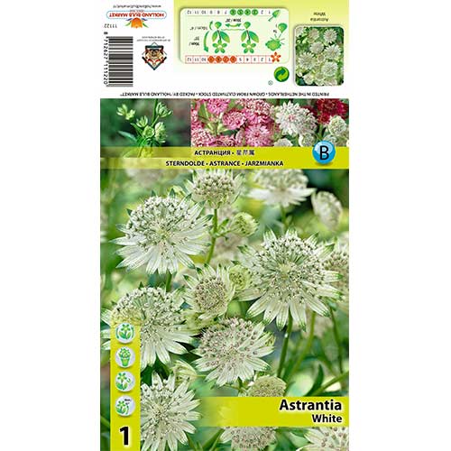 Astrantia White imagine 1 articol 70350