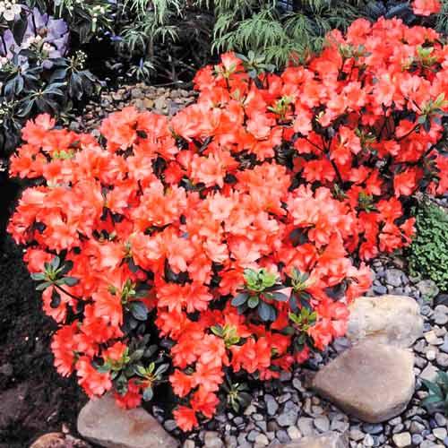 Azalee japoneză Geisha Orange imagine 1 articol 9553