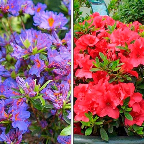 Ofertă specială! Azalee, set de 2 soiuri imagine 1 articol 76706