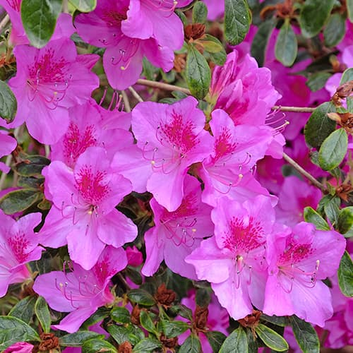 Азалия Konigstein, P9 изображение 1 артикул 5643