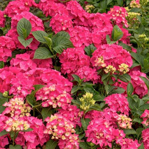 Hortensia macrophylla Pia, C2 imagine 1 articol 4727