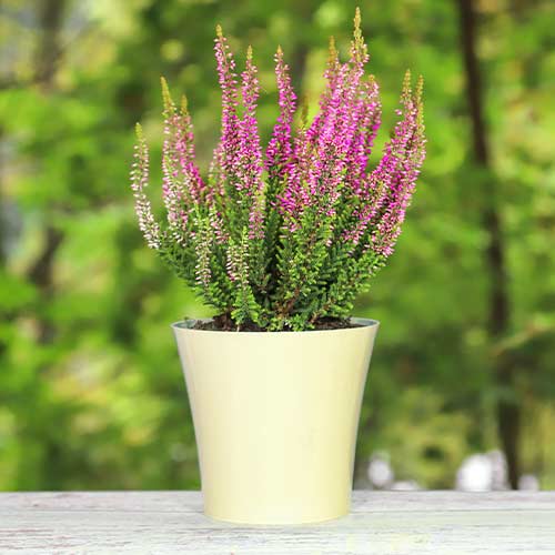 Calluna (Iarba neagra) Dunja imagine 1 articol 5437