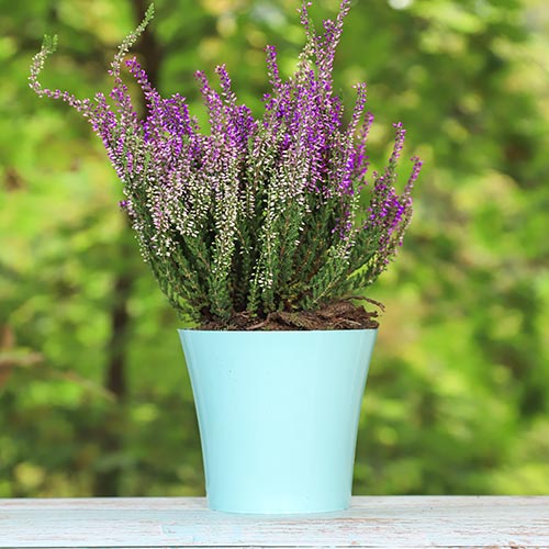 Calluna (Iarba neagra) Lisabeth imagine 1 articol 5423