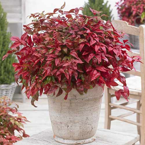 Bambus Sfânt Fire Power imagine 1 articol 3961