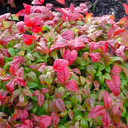 Bambus sfânt Fire Power imagine 1 articol 5619