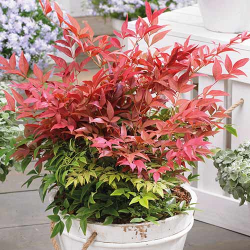 Bambus Sfânt Gulfstream imagine 1 articol 3962