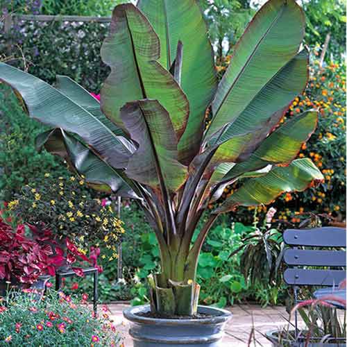 Банан Maurelli изображение 1 артикул 77810