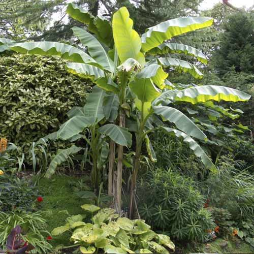 Banan (Musa bajo), C7,5 imagine 1 articol 8558