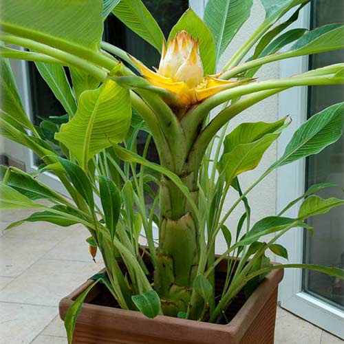 Banan ornamental imagine 1 articol 4090