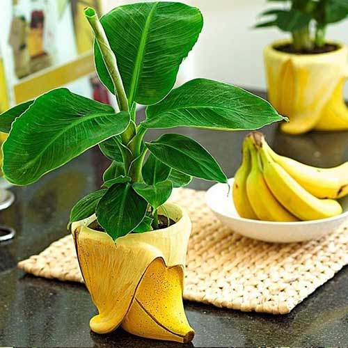 Bananier imagine 1 articol 66772