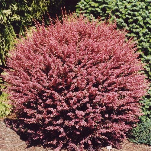 Dracila Red Carpet imagine 1 articol 9004