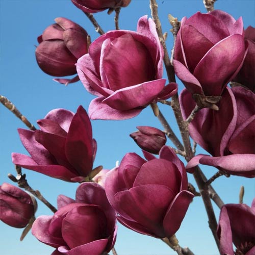 Magnolia Black Tulip PBR, С5 interface.image 1 interface.art 8555