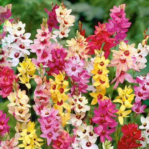 Pachet economic! Ixia mix multicolor imagine 1 articol 68382