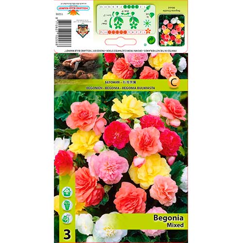 Begonia pełna, mix kolorów interface.image 1 interface.art 70351
