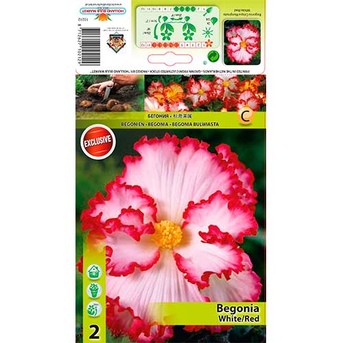 Begonia (Crispa Marginata) White/Red interface.image 1 interface.art 76183