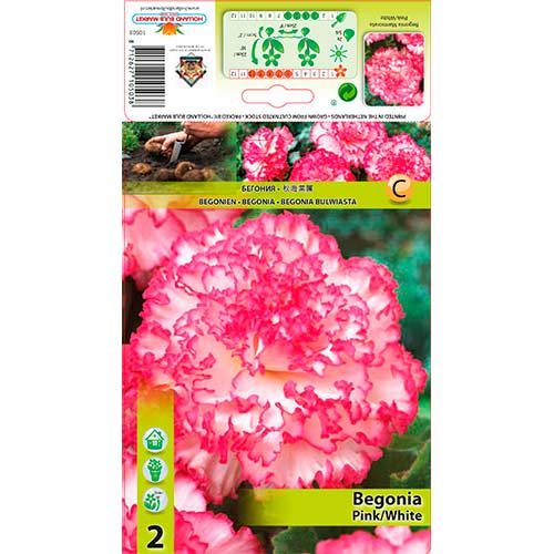Begonia dwukolorowa różowo-biała interface.image 1 interface.art 70352