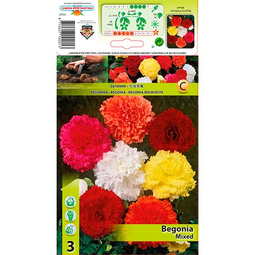 Begonia Fimbriata, mix kolorów interface.image 1 interface.art 76386