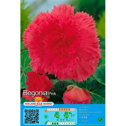 Begonie Fimbriata Pink imagine 1 articol 76388