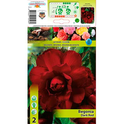 Begonia pełna Dark Red interface.image 1 interface.art 76185
