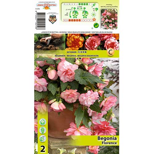 Begonia Picotee Cascade Florence interface.image 1 interface.art 70354