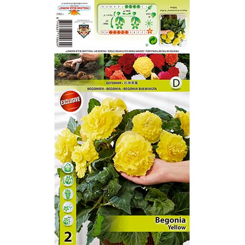 Begonia Ruffled Yellow imagine 1 articol 77827