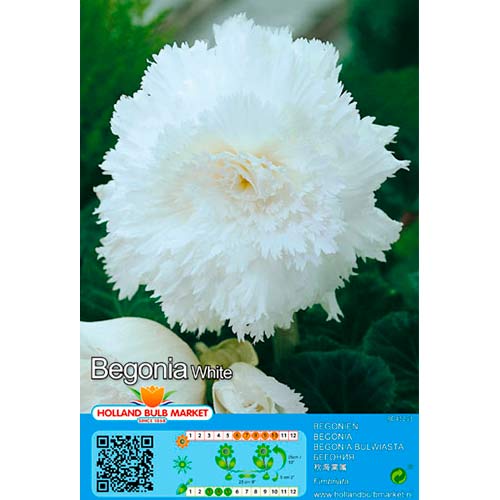Begonia Fimbriata White interface.image 1 interface.art 76390