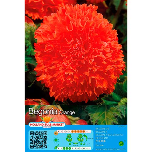 Begonia Fimbriata Orange interface.image 1 interface.art 76387