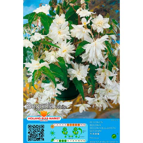 Begonia Pendula White interface.image 1 interface.art 76393