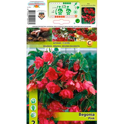 Begonia Pendula Pink interface.image 1 interface.art 76190