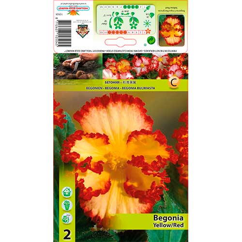 Begonie (Crispa Marginata) Yellow/Red imagine 1 articol 76184
