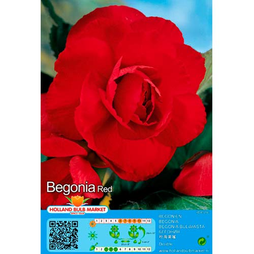Begonie Double Red imagine 1 articol 70461
