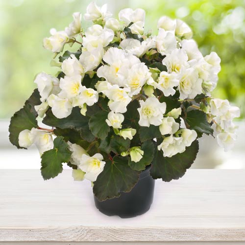 Begonie Gloria F1 albă imagine 1 articol 66784