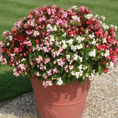 Begonie Gloria F1 amestec imagine 1 articol 66785