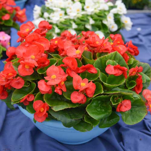 Begonie Gloria F1 roșie Legutko imagine 1 articol 86798