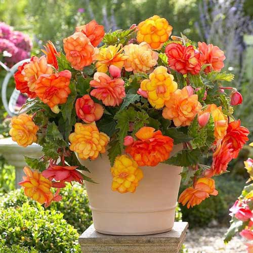 Begonie Golden Balcony imagine 1 articol 68219