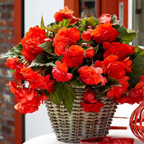 Begonie Pendula F1, roșie imagine 1 articol 66774