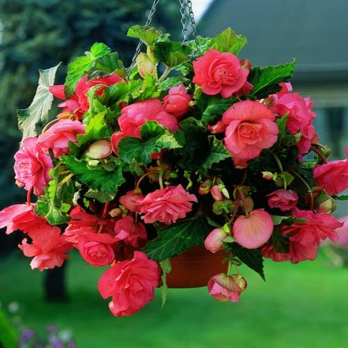 Begonie Pendula F1, roz imagine 1 articol 66775
