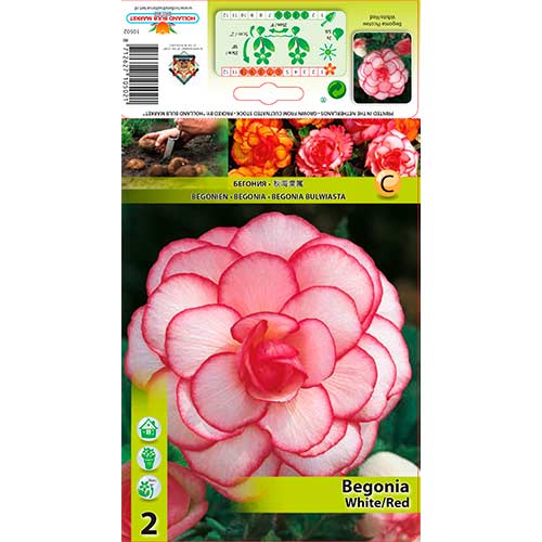 Begonie Picotee White/Red imagine 1 articol 70356