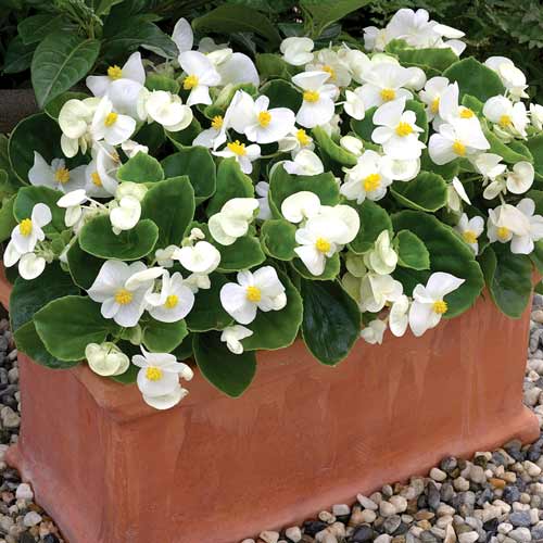 Begonie Prima F1, albă imagine 1 articol 69564