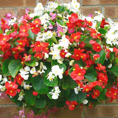 Begonie Prima F1, mix multicolor imagine 1 articol 69566