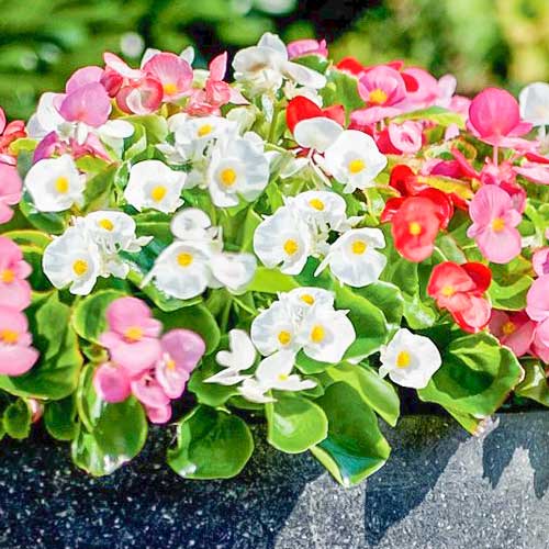 Begonie Vera F1 bicoloră Legutko imagine 1 articol 86786