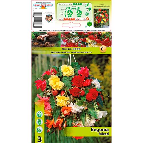 Begonie Pendula mix multicolor imagine 1 articol 70353