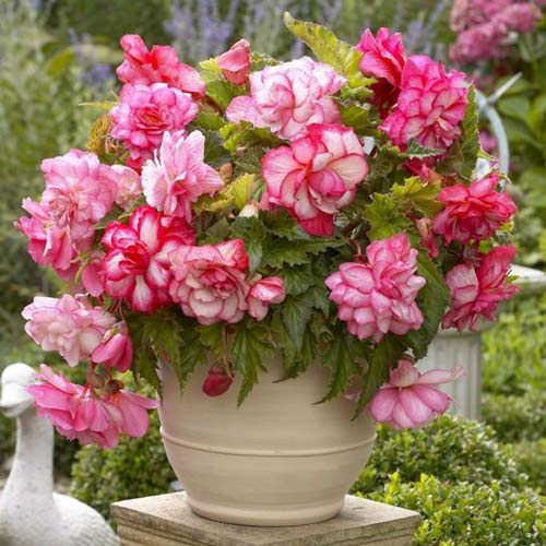 Бегония Picotee Cascade Florence изображение 2 артикул 70354