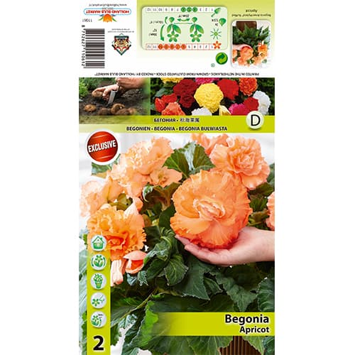 Бегония Ruffled Apricot изображение 1 артикул 70358