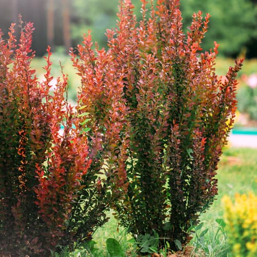 Dracila japoneză Helmond Pillar imagine 1 articol 9559